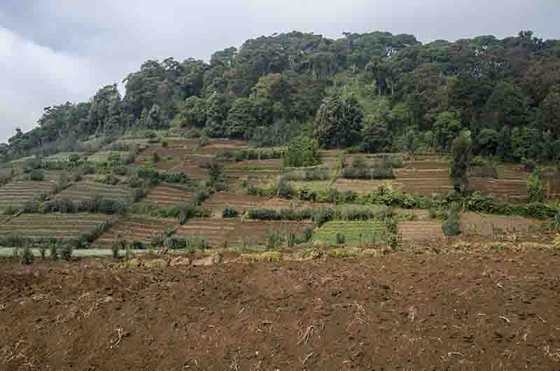 44 - Ruanda - parque nacional de los volcanes - paisaje